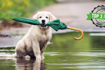 Regenradar-App: Hund mit Regenschirm